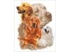 Haft Diamentowy, Obraz, Mozaika Diamentowa Diamond Painting, PIES - GOLDEN RETRIEVER 30x35cm - DK